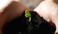 Woman holding soil with little green seedling Royalty Free Stock Photo