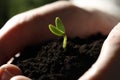 Woman holding soil with little green seedling, closeup Royalty Free Stock Photo