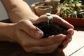 Woman holding soil with seedling at table, closeup Royalty Free Stock Photo