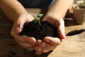 Woman holding soil with seedling at wooden table Royalty Free Stock Photo