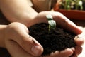 Woman holding soil with seedling at table, closeup Royalty Free Stock Photo