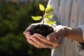 Woman holding soil with young green seedling, closeup. Planting tree Royalty Free Stock Photo