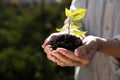 Woman holding soil with young green seedling, closeup. Planting tree Royalty Free Stock Photo