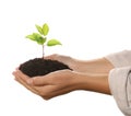 Woman holding soil with young green seedling on white background, closeup. Planting tree Royalty Free Stock Photo