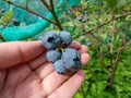 Woman holding some big, ripe cultivated blueberries or highbush blueberries growing on a plant in the garden