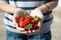 Woman holding her freshly picked red strawberry fruit Royalty Free Stock Photo