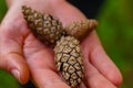 A woman holding some pine cones at the forest.