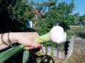 Woman holding spring onion in hand