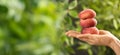 Woman holding stack of fresh flat peaches outdoors, closeup. Banner design with space for text Royalty Free Stock Photo