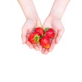 Woman holding strawberry in hands isolated on white background with clipping path Royalty Free Stock Photo