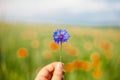 Woman holding summer corn flower in the field. Blurred poppies background