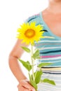 Woman holding sunflower. Royalty Free Stock Photo