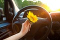 Woman holding sunflower flowers in car Royalty Free Stock Photo