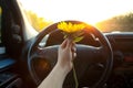 Woman holding sunflower flowers in car Royalty Free Stock Photo