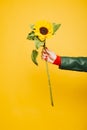 Woman holding a sunflower over a yellow background Royalty Free Stock Photo