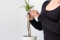 Woman holding by thread twisted three trunks of Dracaena marginata