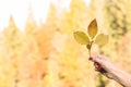 Woman holding tree twig with autumn leaves Royalty Free Stock Photo