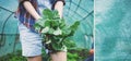 woman holding turnip cabbage seedlings to plant in vegetable garden Royalty Free Stock Photo