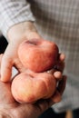 Woman holding two ripe peaches in her hands. Royalty Free Stock Photo