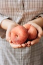 Woman holding two ripe peaches in her hands. Royalty Free Stock Photo