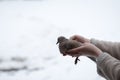 Woman holding weak Collared turtledove