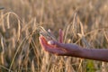 Woman holding wheat ears in hand