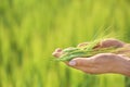 Woman holding wheat spikelets on blurred background Royalty Free Stock Photo
