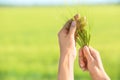 Woman holding wheat spikelets on blurred background Royalty Free Stock Photo