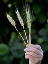 Woman holding wheat spikelets on green background, closeup Royalty Free Stock Photo