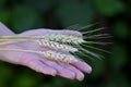 Woman holding wheat spikelets on green background, closeup Royalty Free Stock Photo