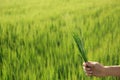 Woman holding wheat spikelets in green field Royalty Free Stock Photo