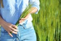 Woman holding wheat spikelets in green field Royalty Free Stock Photo