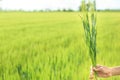 Woman holding wheat spikelets in green field Royalty Free Stock Photo