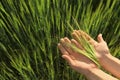 Woman holding wheat spikelets in green field, closeup Royalty Free Stock Photo