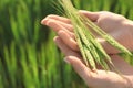 Woman holding wheat spikelets in green field, closeup Royalty Free Stock Photo