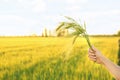 Woman holding wheat spikelets in green field Royalty Free Stock Photo