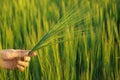 Woman holding wheat spikelets in green field Royalty Free Stock Photo