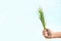 Woman holding wheat spikelets on light background Royalty Free Stock Photo