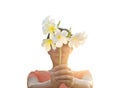 Woman holding white flowers in hands on white background Royalty Free Stock Photo