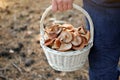 Woman holding wicker basket with fresh wild mushrooms in forest, closeup Royalty Free Stock Photo