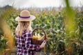 Farmer holding wicker basket with harvested corn cob from field Royalty Free Stock Photo