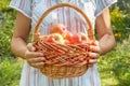 Woman is holding wicker basket with red apples in her hands Royalty Free Stock Photo