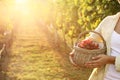 Woman holding wicker basket with ripe grapes in vineyard, closeup Royalty Free Stock Photo