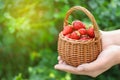 Woman holding wicker basket with ripe strawberries, closeup. Space for text Royalty Free Stock Photo