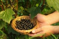 Woman holding wicker bowl with ripe blackcurrants outdoors, closeup Royalty Free Stock Photo