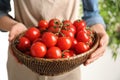 Woman holding wicker bowl with ripe cherry tomatoes Royalty Free Stock Photo
