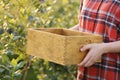 Woman holding wooden box near blueberries bush outdoors, closeup Royalty Free Stock Photo