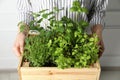 Woman holding wooden crate with different aromatic herbs, closeup Royalty Free Stock Photo