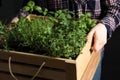 Woman holding wooden crate with different potted herbs, closeup Royalty Free Stock Photo