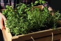 Woman holding wooden crate with different potted herbs, closeup Royalty Free Stock Photo